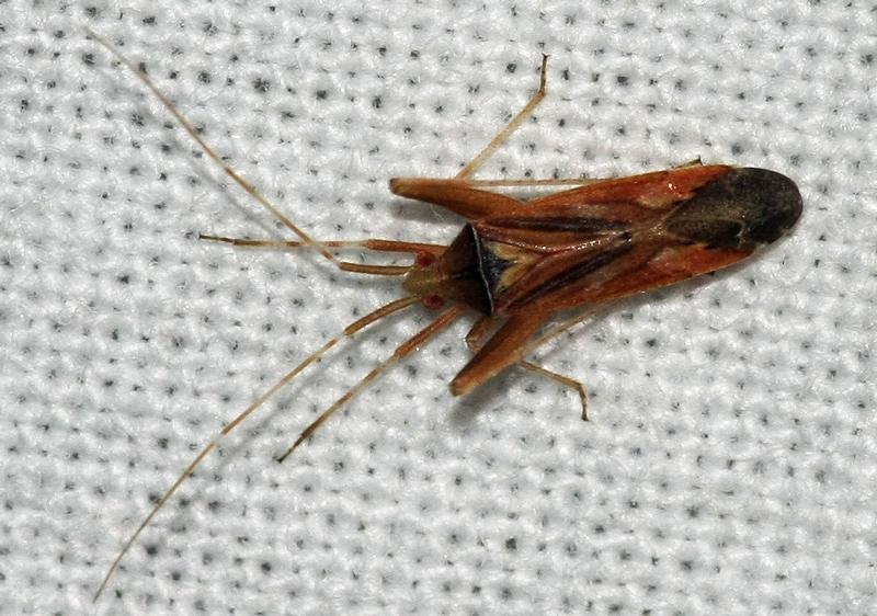 Miridae di Creta...